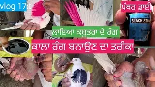 ਲੳ ਜੀ# ਅੱਜ ਲਾਇਆ ਕਬੂਤਰਾ ਦੇ ਰੰਗ #ਪੱਥਰ ਡਾਈ ਬਨਾਉਣ ਦਾ ਤਰੀਕਾ ਦੱਸਿਆ #🕊🕊🕊