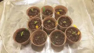 Seedlings check out the little babys!!