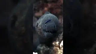 Moray #dhiffushi Maldives. Мурена с острова Диффуши Мальдивы.