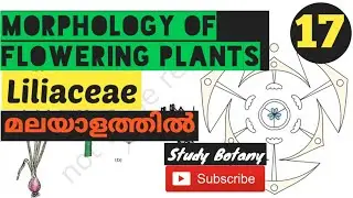 LILIACEAE FAMILY MORPHOLOGY OF FLOWERING PLANTS CLASS 11 BIOLOGY MALAYALATHIL | STUDY BOTANY NCERT