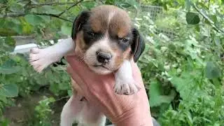 Pocket Beagle babies are ready to start eating real food!