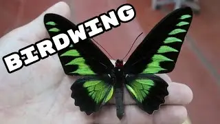 Rajah Brooke's Birdwing (Trogonoptera brookiana & trojana) Drawer of the Week 18