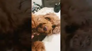How much taps before my dog gets mad at me