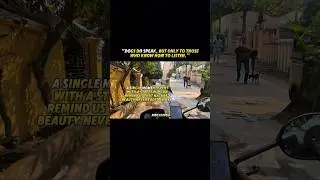 Day29 Cute poppy🐕🐾 Uber/Rapido Girls Moto vlogging #motovlog #ridexdev5#shorts #trending  #reels