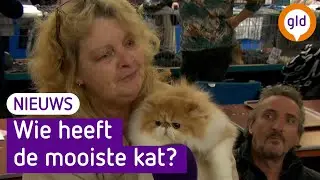 Miauw! Wie heeft de mooiste? Kattenshow in Nijkerk