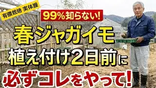 【99％の家庭菜園が知らない】【春ジャガイモ】たった2日前の準備でここまで変わる 種芋づくり完全解説【保存版】【春ジャガイモ】【種芋準備】【家庭菜園】