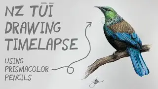 NZ Tui Prismacolor drawing time lapse
