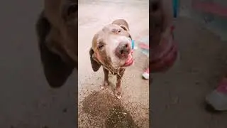 Flaschenhund Jackson (Silver Labrador)