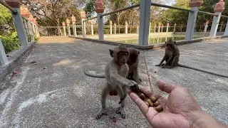 Happy Monkey Eating Time | MrKTV Monkey