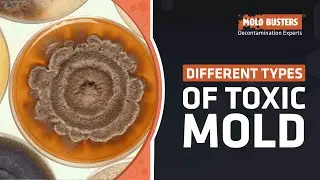 Different Types of Toxic Mold That Can Hurt You - Mold Busters