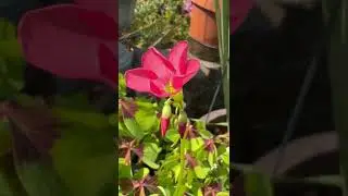 Oxalis Tetraphylla (Lucky Clover) - Perennial