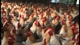 Côte d'Ivoire: l'agriculture est le socle de la transformation de la nation