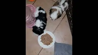 Shih-Tzu Puppies Eating Pro Pure Balance Grain Free PUPPY Food