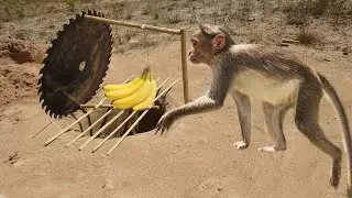 Monkey Trap easy by saw blade