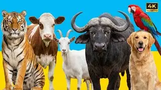 Cute Animals: Sheep, Goat, Cow, Chicken, Rabbit, Pig, Duck, Buffalo, Dog, Parrot &ndash; Animal Video
