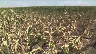 2012 Drought in Western Kansas