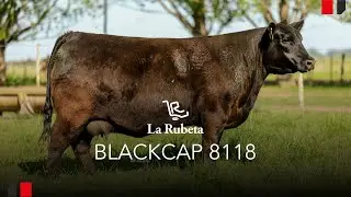 RUBETA BLACKCAP 8118