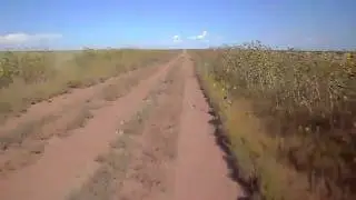sunflower road