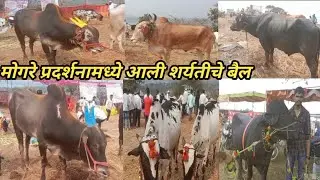 मोगरे प्रदर्शनामध्ये झाली लाखोंची उलाढाल! शर्यतीचे बैल! बैल बाजार#bailbajar 