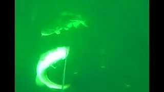 Cod feeding frenzy while fishing on the bottom