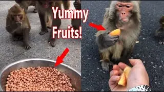 Wow Very Kindness Visitor Help Feeding Fruits Poor Public Monkey Hungry