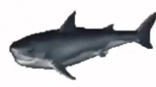 Top 5 Shark