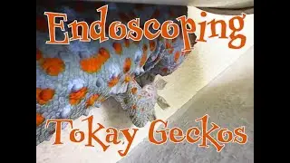 Endoscoping tokay geckos