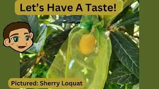 Sherry Loquat - Taste Test! - May 2nd, 2025
