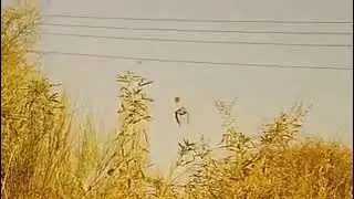 Kala Titter  | Black Partridge Hunting in Balochistan | Pakistan