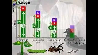 Ecologia - Fluxo de Energia  - Biozoom