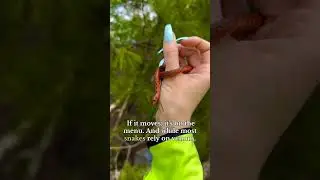 The Garter Snake &ndash; The Friendly Serpent of the Wild!