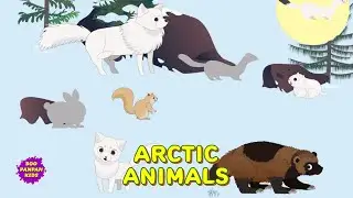 Marcopolo Arctic Animals Learning Kids video |Boopanpankids