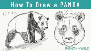 Draw a Giant Panda