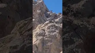 Suleiman Markhor Population  National Park Balochistan Pakistan.