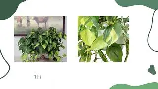 The plantmaniacs Philodendron Brasil Money plant