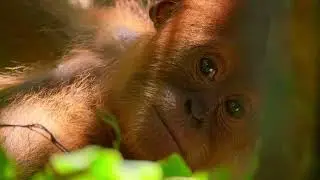 Our Planet Live in Concert | Trailer 2 | March 25, 2023 | The Weidner