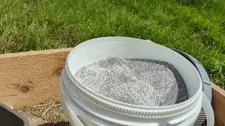 Planting clover in the cow pasture in August.