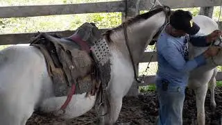 Tozando o cavalo bravo e curando o bezerro !!