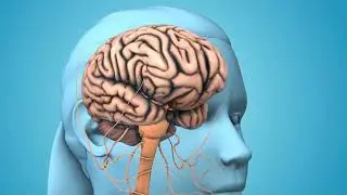 The Hypothalamus  Endocrine Command Center