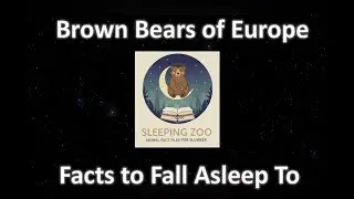 Brown Bears of Europe: Facts to Fall Asleep To (Calm, Soft-Spoken Sleep Narration)