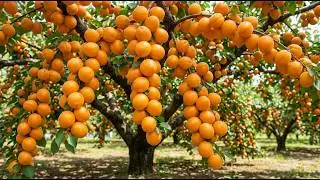 How Aprium Is Grown &ndash; From Flowering to Giant Ripe Aprium Fruits on the Tree
