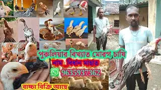 পুরুলিয়ার বিখ্যাত মোরগ চাষি। এই ফ্যামে 3মাস পর পর বাচ্চা পাওয়া যায়। সব কোয়ালিটি বাচ্চা পাবেন।