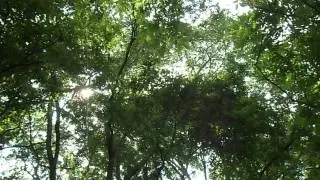 Cassini periodical cicada chorus at Cache River