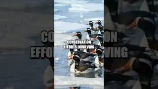 The Unyielding Journey of the Spectacled Eider