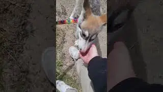 wolf hybrid puppy training in Grover Beach