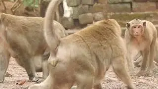 OMG ! Monkey Bite and Fighting Very Dangerous , Monkey in Cambodia