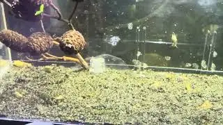 Osterogaster (Corydoras) Eques - Dreieckspanzerwelse Zucht - Vermehrung Teil 2 - reuploaded