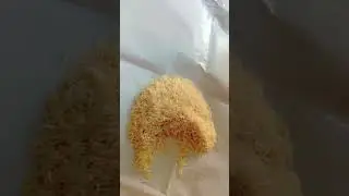 Raw Basmati Rice 🌾 Eating 🍚/Raw Rice Eating Asmr/ #satisfying #asmr #food #basmati_rice
