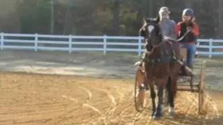 Young horse learning driven dressage