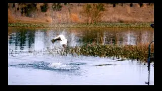 Monster Bass HUGE Jump!!